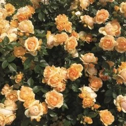 'Queen Bee' Floribunda Rose -Roots Plants Queen Bee 3