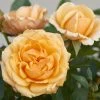 'Parade Radmila' Patio Shrub Rose -Roots Plants Radmila Parade Poulpar124 N