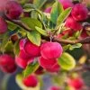 'Red Sentinel' Crabapple Tree -Roots Plants RedSentinel 1