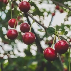 Cross-Pollinating Cherry Collection | Kordia, Merchant & Regina -Roots Plants Regina 2 69e12596 1ef8 469e b284 d98dde382b2c