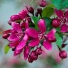 Royalty Crabapple Tree -Roots Plants Royalty 1