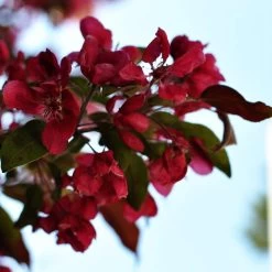 Royalty Crabapple Tree -Roots Plants Royalty 3