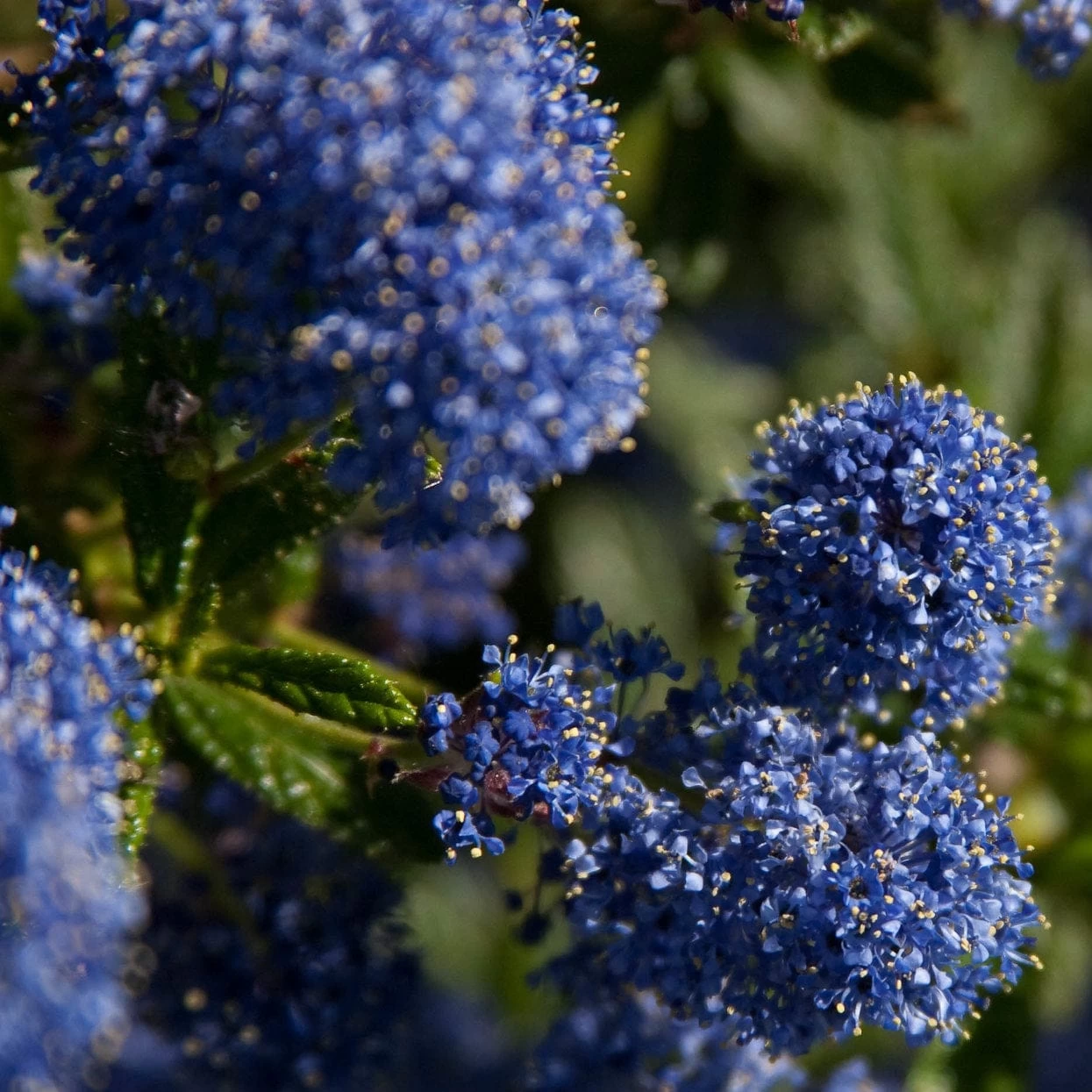 Ceanothus 'Southmead' 3 Ceanothus 'Southmead'