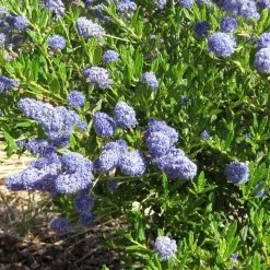 Ceanothus 'Southmead' 11 Ceanothus 'Southmead' -Roots Plants SHR0012 5