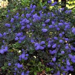 Best Evergreen Shrubs 8 Best Evergreen Shrubs -Roots Plants SHR0013 2 4ec6af91 b3b5 4163 9368 b6ccdf6ff35c
