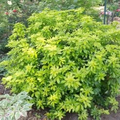 Best Shrubs For Borders -Roots Plants SHR0015 2 c07024a9 fbf3 4ac2 96eb 743e2a689be9