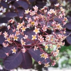Best Flowering Shrubs -Roots Plants SHR0027 2 d6f87ef8 2186 41d6 9498 60287068a837