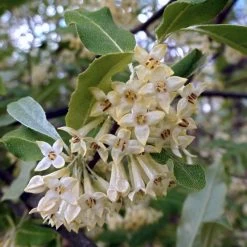 Best Small Evergreen Shrubs -Roots Plants SHR0031 1 563912e4 afe6 45ad ace2 809656f9993f