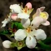Escallonia 'Apple Blossom' -Roots Plants SHR0032 1