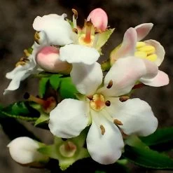 Escallonia 'Apple Blossom'