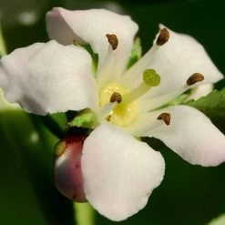 Escallonia 'Apple Blossom' -Roots Plants SHR0032 3