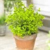 Euonymus 'Emerald 'n' Gold' -Roots Plants SHR0035 1
