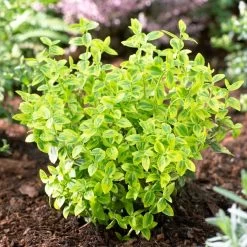 Euonymus 'Emerald 'n' Gold' -Roots Plants SHR0035 2