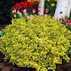 Euonymus 'Emerald 'n' Gold' -Roots Plants SHR0035 3