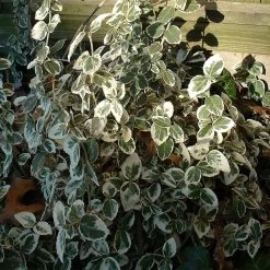 Euonymus 'Emerald Gaiety' -Roots Plants SHR0036 8