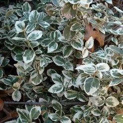 Euonymus 'Emerald Gaiety' -Roots Plants SHR0036 9