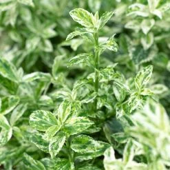 Euonymus 'Harlequin' -Roots Plants SHR0037 3