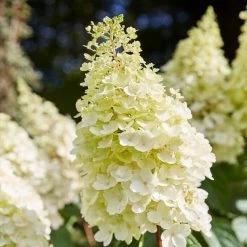 Best Shrubs For Shade -Roots Plants SHR0046 1 c3cb1a59 bc1f 4193 9c29 bb636158196c