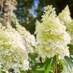 Best Shrubs For Borders -Roots Plants SHR0046 2 e4803070 0c1a 444f 8a01 dd0a7b9aff1c