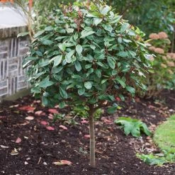 Photinia 'Red Robin' -Roots Plants SHR0054 10