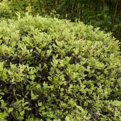 Pittosporum 'Golden Ball' -Roots Plants SHR0056 3