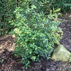 Best Small Evergreen Shrubs -Roots Plants SHR0058 1 e658f02d acb1 45cd b15c 5cc27c60092e
