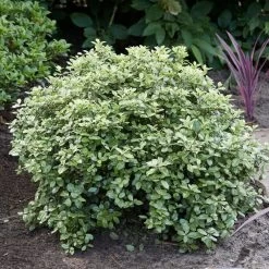Best Shrubs For Borders -Roots Plants SHR0058 3 47341af6 845c 419d 9b76 6812597f7149