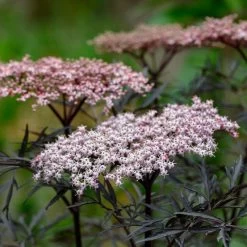 Best Flowering Shrubs -Roots Plants SHR0061 1 033f2299 a90c 4b9f 901d 5f2b94d801e7