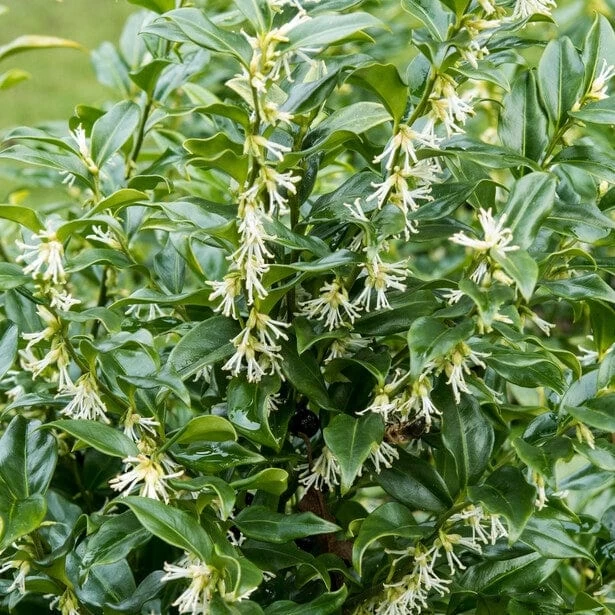 Best Fast Growing Shrubs 5 Best Fast Growing Shrubs - Image 3