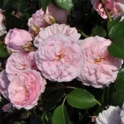 'My Beloved Mother' Shrub Rose