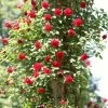 'Don Juan' Climbing Rose -Roots Plants SHR0069 4