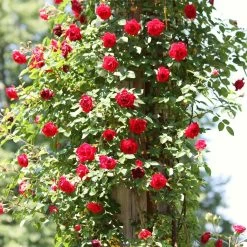 Repeat Flowering Climbing Rose Collection -Roots Plants SHR0069 4 9ae142bb fe7a 4856 a256 ba093ca98e65