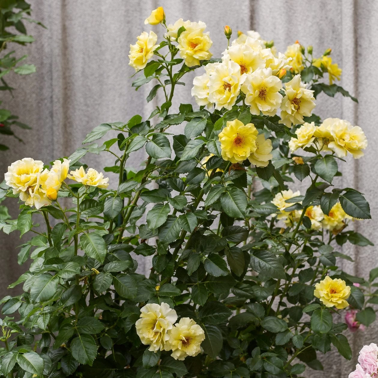 'Golden Showers' Climbing Rose 3 'Golden Showers' Climbing Rose