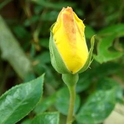 'Golden Showers' Climbing Rose 8 'Golden Showers' Climbing Rose -Roots Plants SHR0071 2