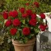 'Capricia Renaissance®' Shrub Rose -Roots Plants SHR0072 1