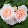 'Clair Renaissance®' Shrub Rose -Roots Plants SHR0073 1