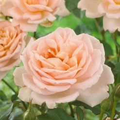 'Clair Renaissance®' Shrub Rose -Roots Plants SHR0073 2