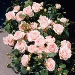 'Clair Renaissance®' Shrub Rose -Roots Plants SHR0073 3