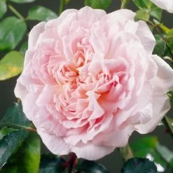 'Clair Renaissance®' Shrub Rose -Roots Plants SHR0073 4