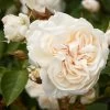 'Eisa Courtyard®' Climbing Rose -Roots Plants SHR0074 1