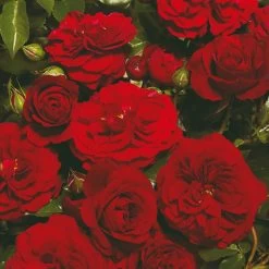 'Farruca Courtyard®' Climbing Rose