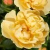 'Mapale Courtyard®' Climbing Rose -Roots Plants SHR0078 1