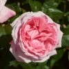 'Marlis Renaissance®' Shrub Rose -Roots Plants SHR0079 1