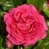 'Pasillo Courtyard®' Climbing Rose -Roots Plants SHR0081 1