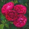 'Raspberry Ripple®' Shrub Rose -Roots Plants SHR0084 1