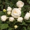 'Lenka Frayla®' Shrub Rose -Roots Plants SHR0085 1
