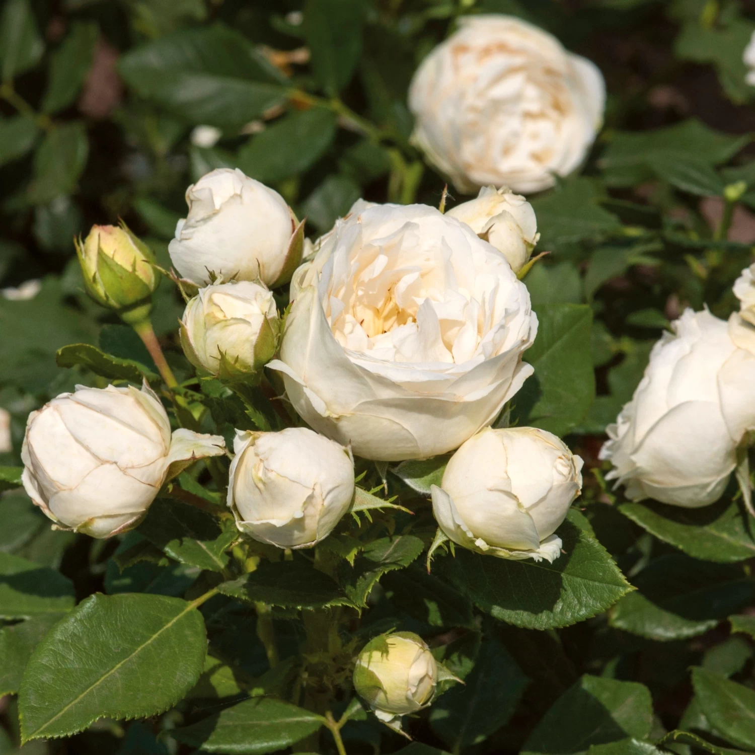 'Lenka Frayla®' Shrub Rose 3 'Lenka Frayla®' Shrub Rose