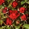 'Forever In Our Hearts®' Shrub Rose 1 'Forever In Our Hearts®' Shrub Rose -Roots Plants SHR0087 1