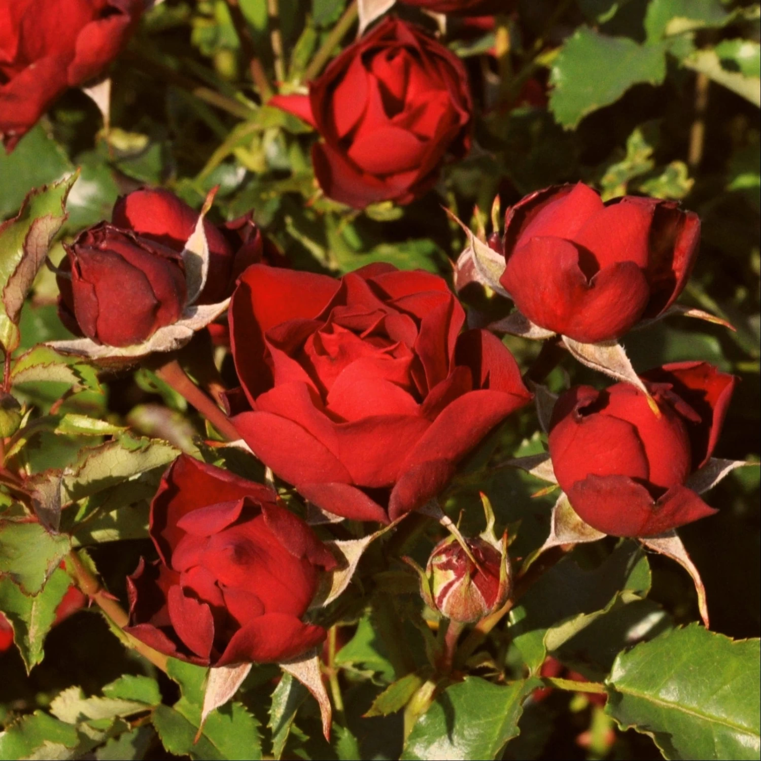'Forever In Our Hearts®' Shrub Rose 3 'Forever In Our Hearts®' Shrub Rose