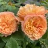 'Mia Bella®' Shrub Rose -Roots Plants SHR0088 1